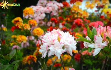 Вишукані рододендрони: вирощування, догляд, ландшафтний дизайн